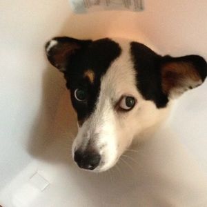 Meet your Posher, Angel