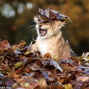 Meet your Posher, Isabella