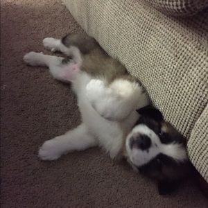 Meet your Posher, Bailey