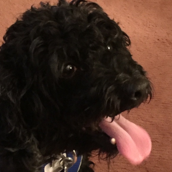 Meet your Posher, Jerri - Picture 1 of 1