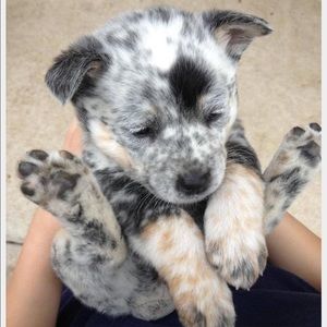 Meet your Posher, Mandi