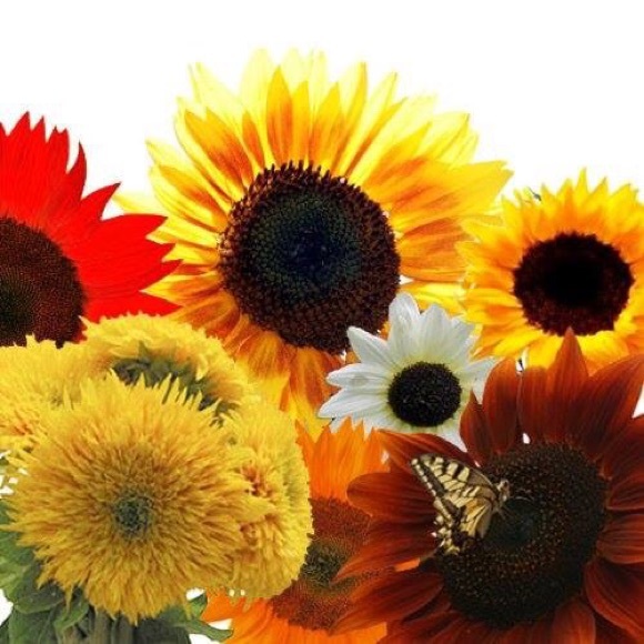 Meet your Posher, Terrie