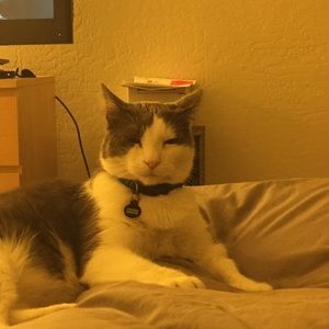 Meet your Posher, Maya