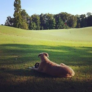 Meet your Posher, Dawn