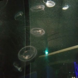 Meet your Posher, Ai ling