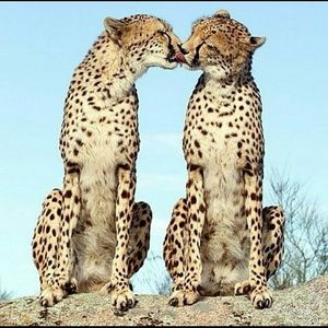 Meet your Posher, Delonica