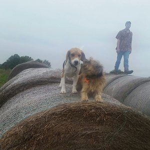 Meet your Posher, Shelby