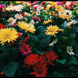 Meet your Posher, Paige