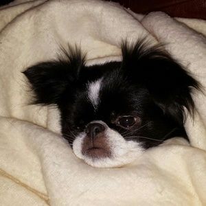 Meet your Posher, Shannon