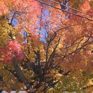 Meet your Posher, Bridget