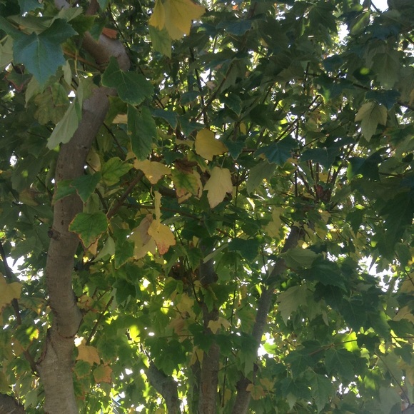 Meet your Posher, Ruby - Picture 1 of 1