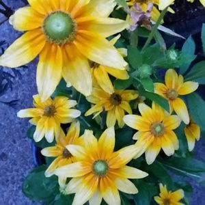 Meet your Posher, Janine