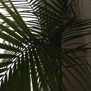 Meet your Posher, Rose