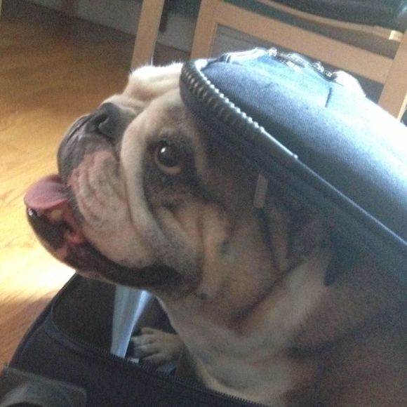 Meet your Posher, Diana - Picture 1 of 1