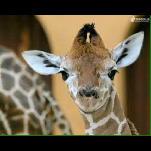 Meet your Posher, Dusty - Picture 1 of 1