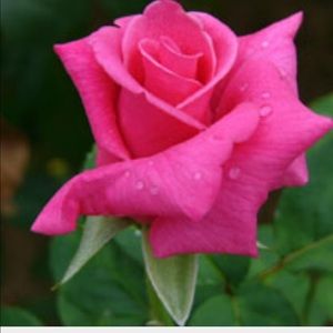 Meet your Posher, Ebony