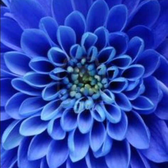 Meet your Posher, Annmarie - Picture 1 of 1