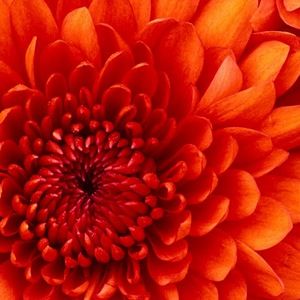 Meet your Posher, Terri