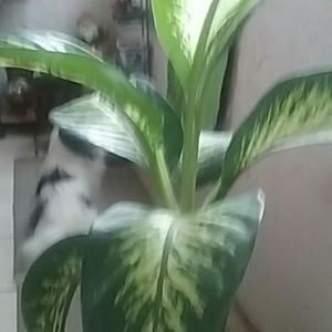 Meet your Posher, Georgina