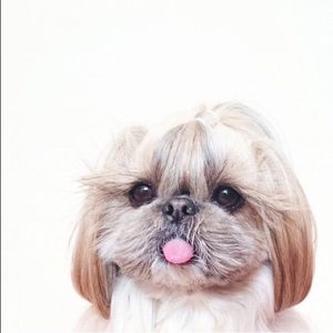 Meet your Posher, Angelina