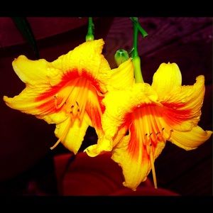 Meet your Posher, Thomas