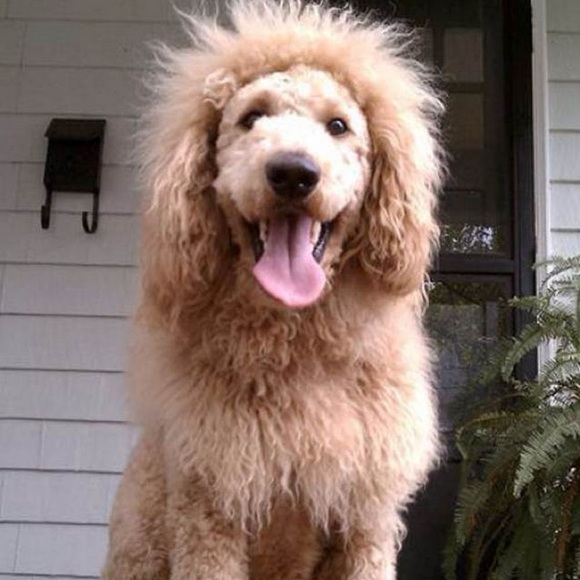 Meet your Posher, Lisa - Picture 1 of 1