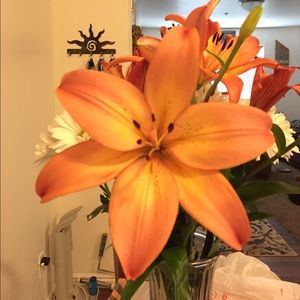 Meet your Posher, Bobbie