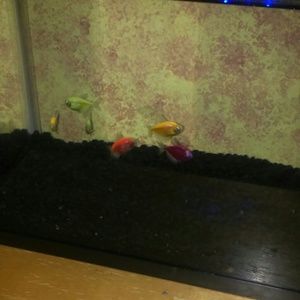 Meet your Posher, Jackie