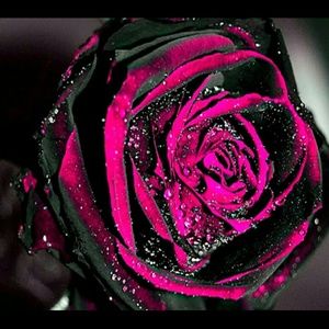 Meet your Posher, Isabelle