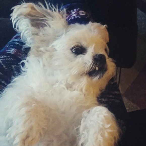 Meet your Posher, Kati - Picture 2 of 2