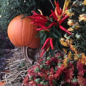 Meet your Posher, Sammy