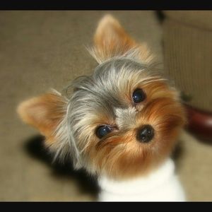 Meet your Posher, Mistie