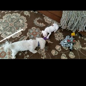 Meet your Posher, Terri