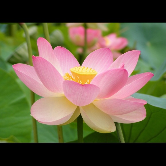 Meet your Posher, Meg