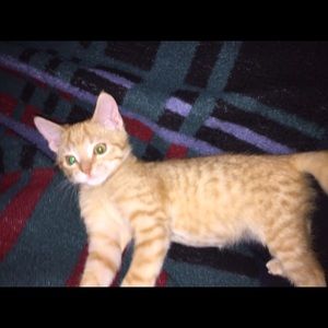 Meet your Posher, Melody