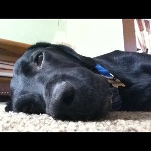 Meet your Posher, Donna