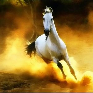 Meet your Posher, Dawnielle