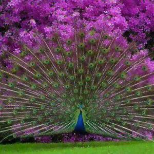 Meet your Posher, Traci