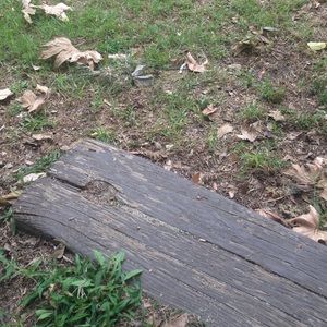 Meet your Posher, Patty