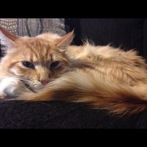 Meet your Posher, Shelley