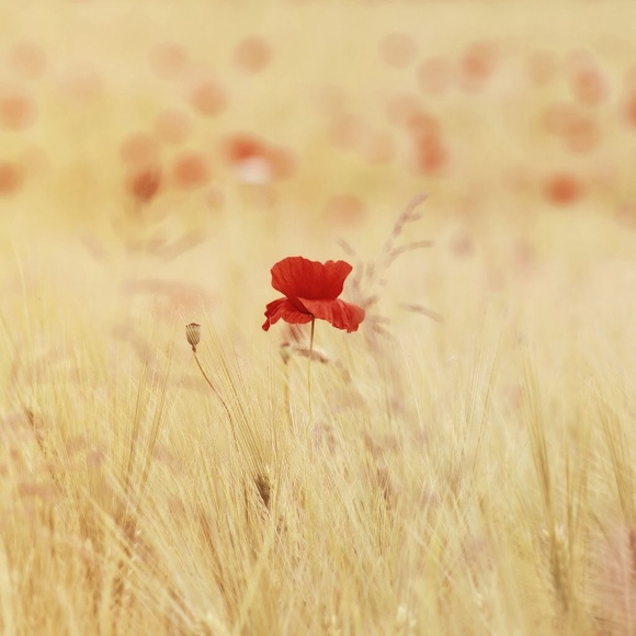 Meet your Posher, June