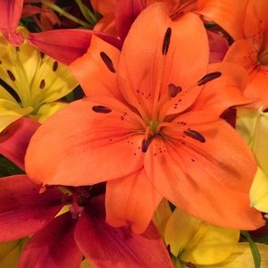 Meet your Posher, Anna