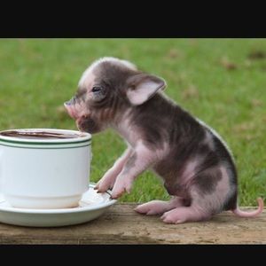 Meet your Posher, Stefanie