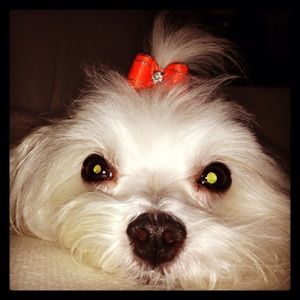 Meet your Posher, Judy