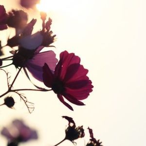 Meet your Posher, Samah