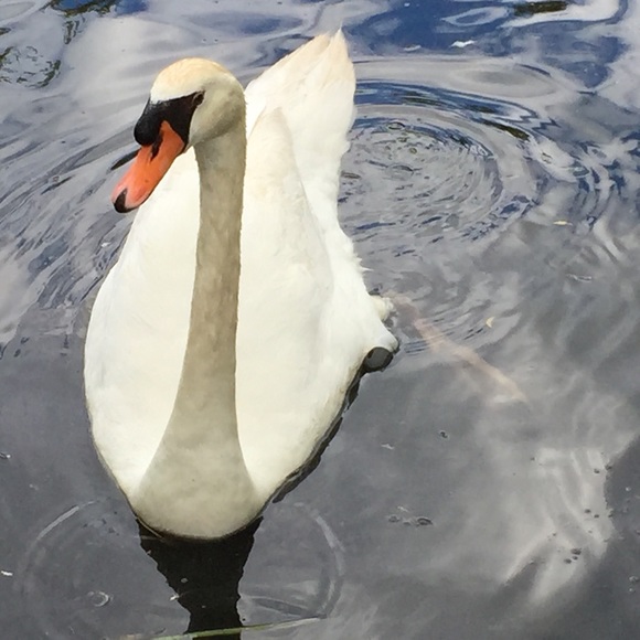 Meet your Posher, Delicia