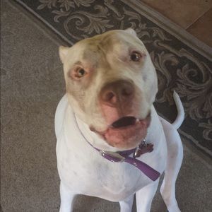 Meet your Posher, Karli