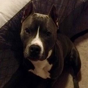 Meet your Posher, Sierra