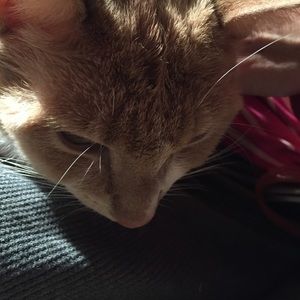 Meet your Posher, Lucy