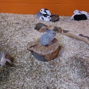 Meet your Posher, Amina